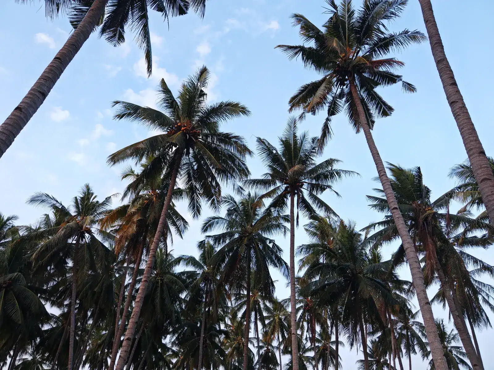 Pohon kelapa tinggi di bawah langit biru