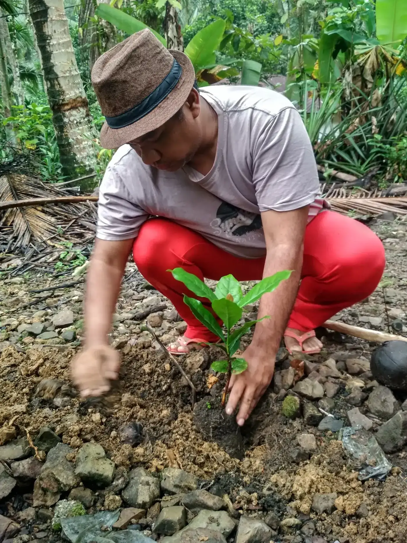Petani berjongkok menanam bibit di tanah berbatu