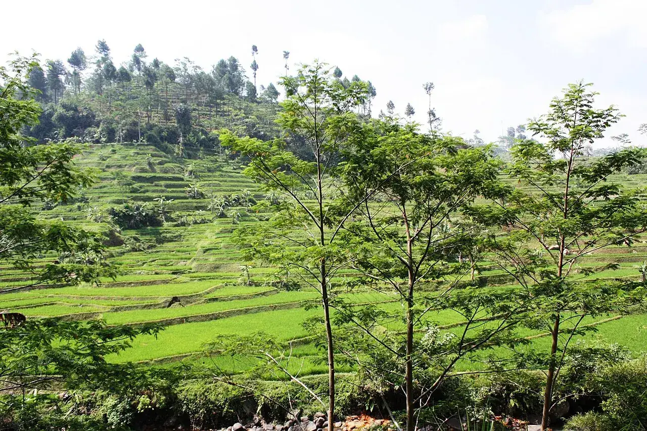 Sawah bertingkat dan pepohonan di Tasikmalaya