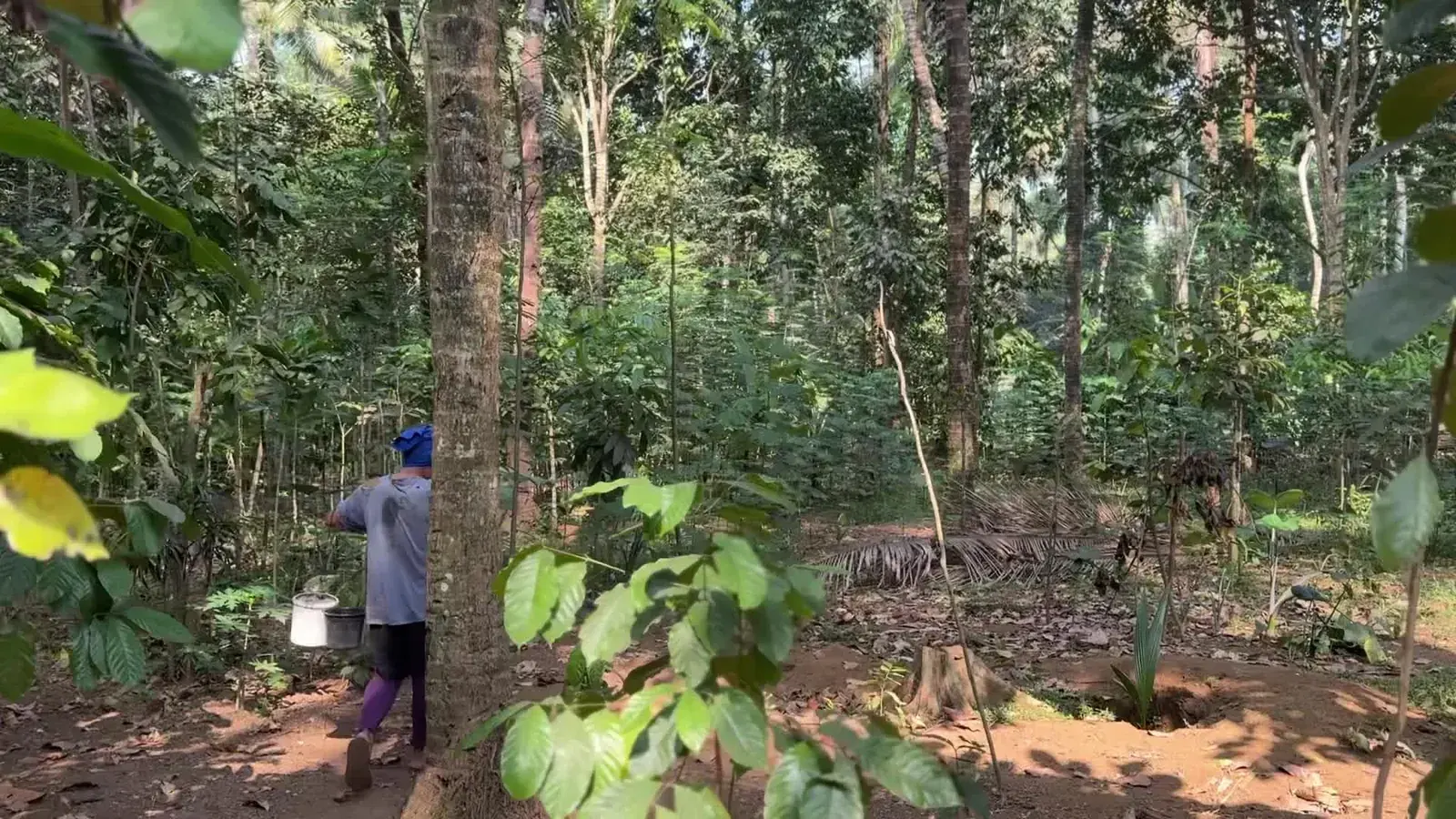 Petani berjalan di kebun campuran kelapa dan tanaman lain