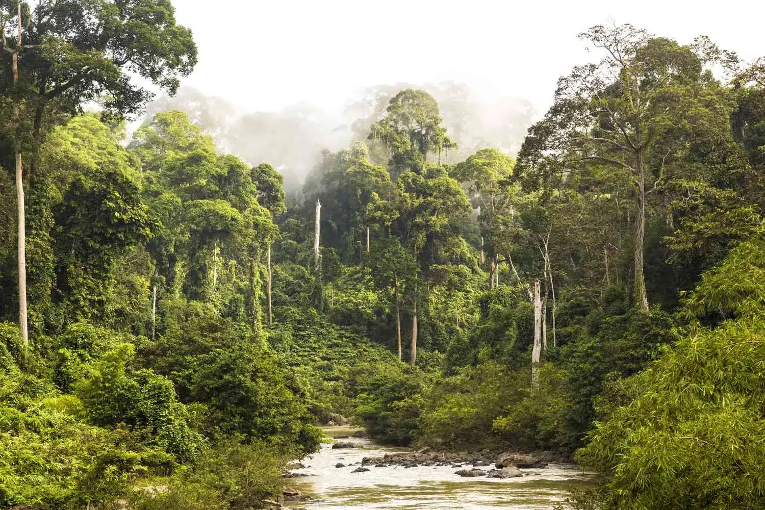 Sungai jernih mengalir di tengah hutan hujan